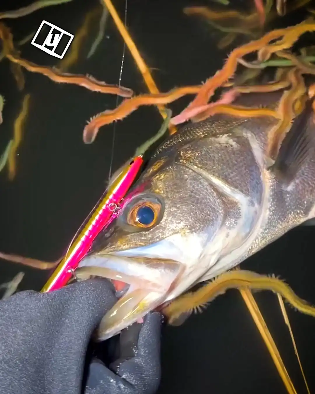 I didn't expect this fishing