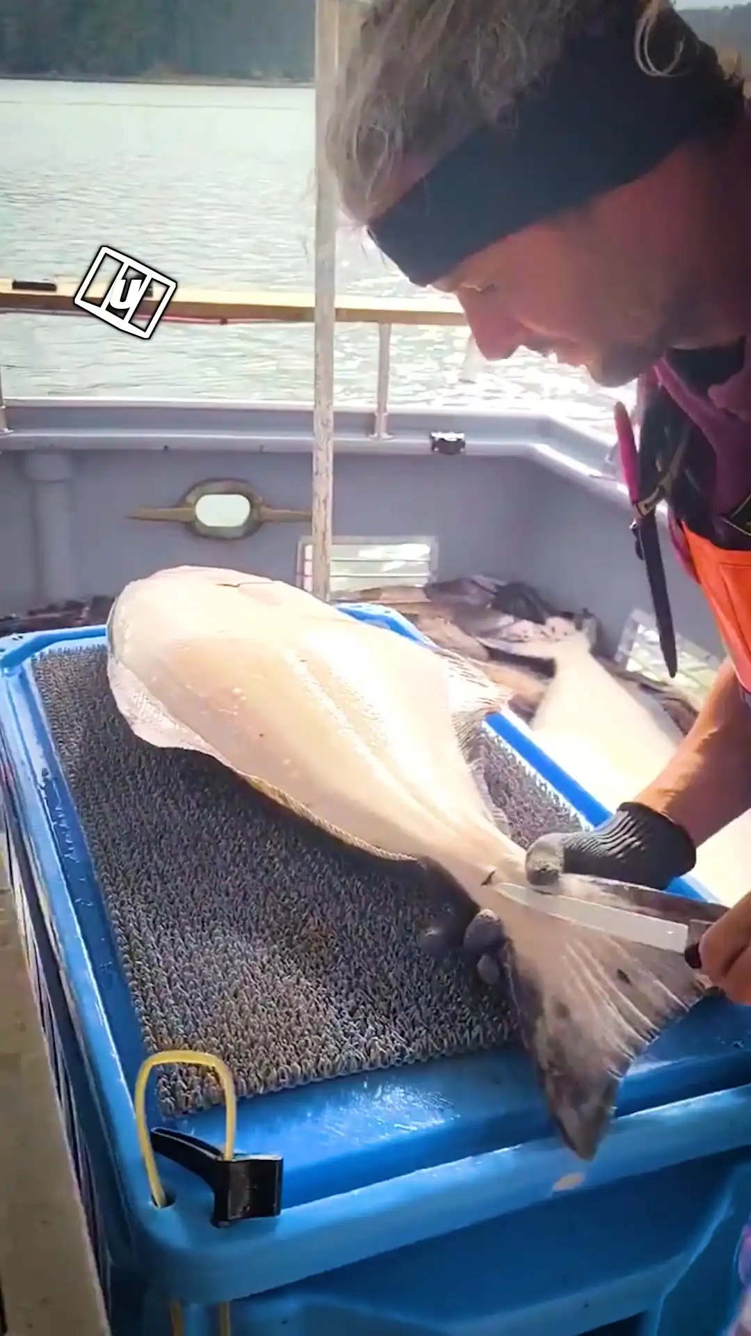 Satisfying fish slicing 🐟💦