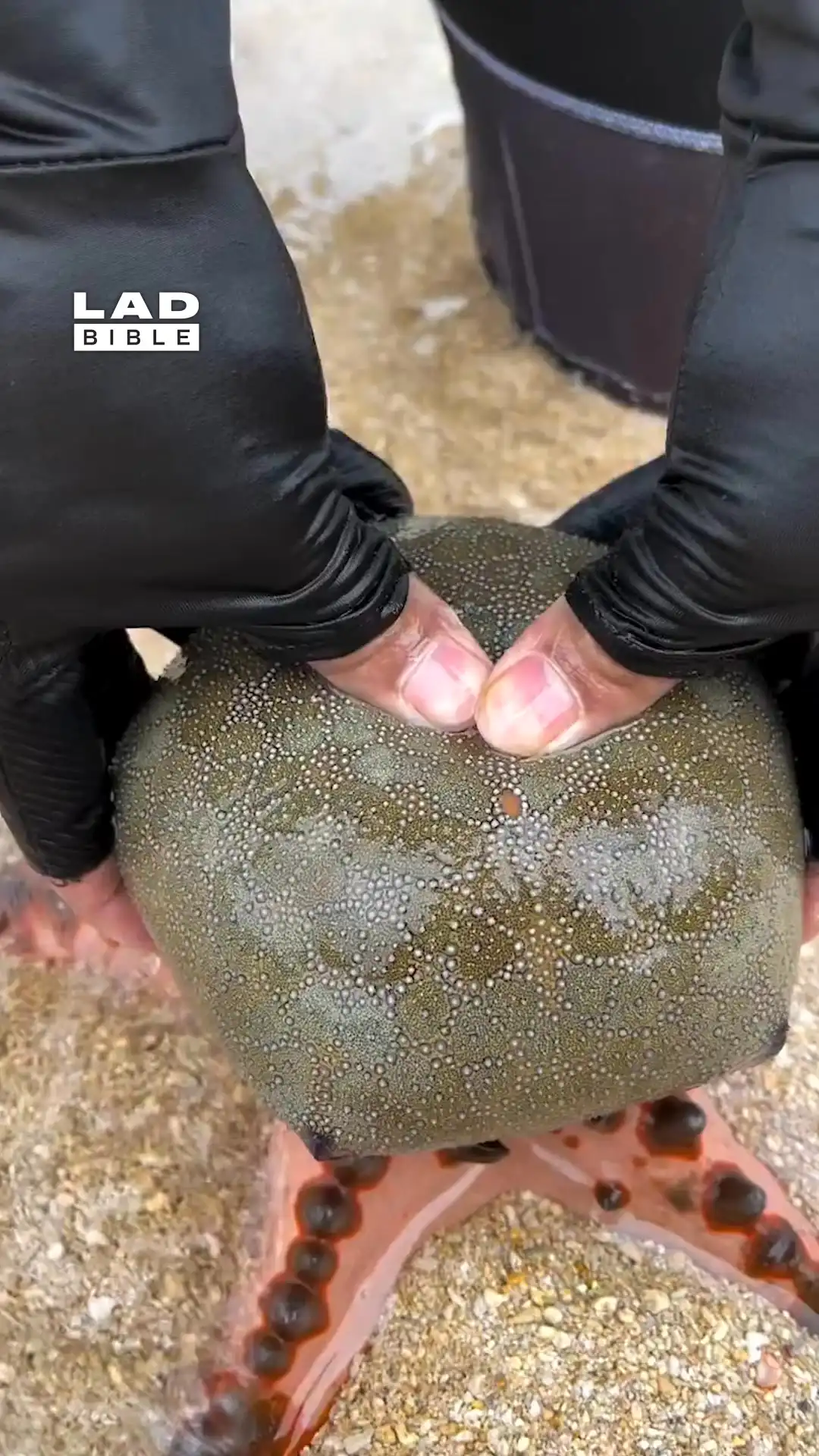 I found golden eggs inside this sea creature 😲