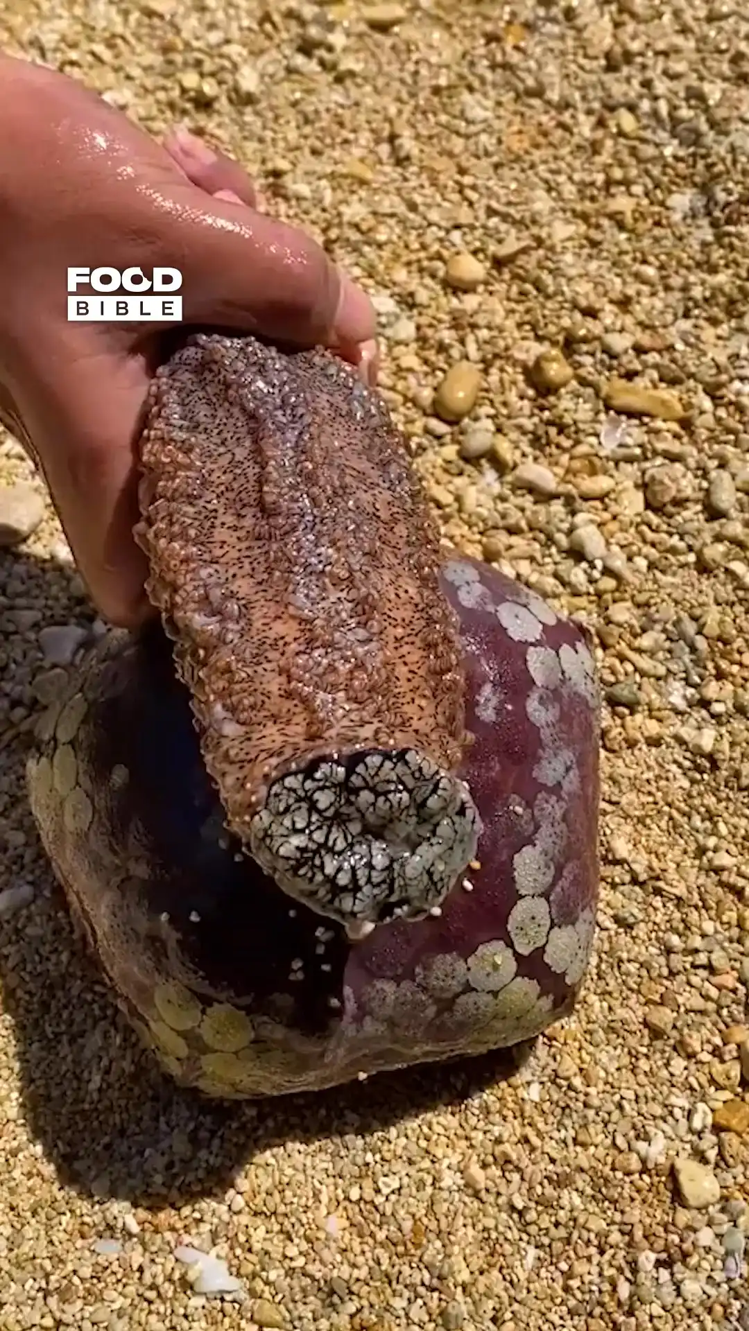 Mysterious sea cucumber 😯