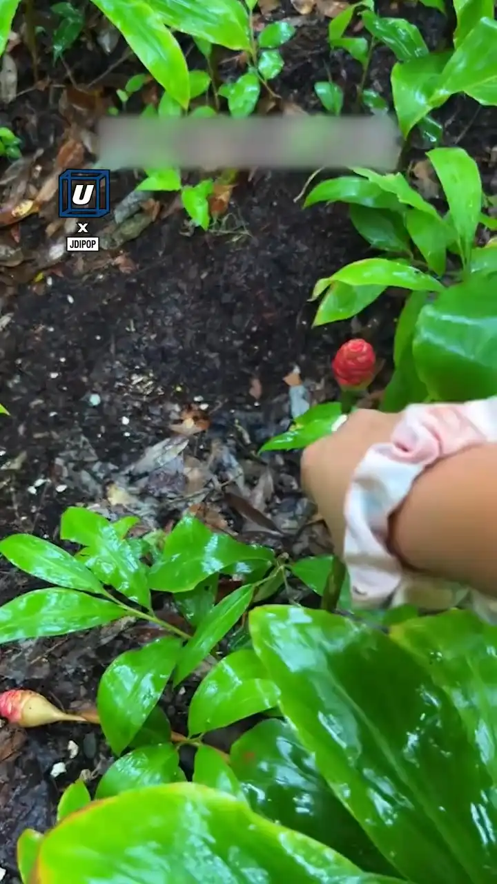 This plant can be squeezed for a natural shampoo 🤯🫧 #fblifestyle