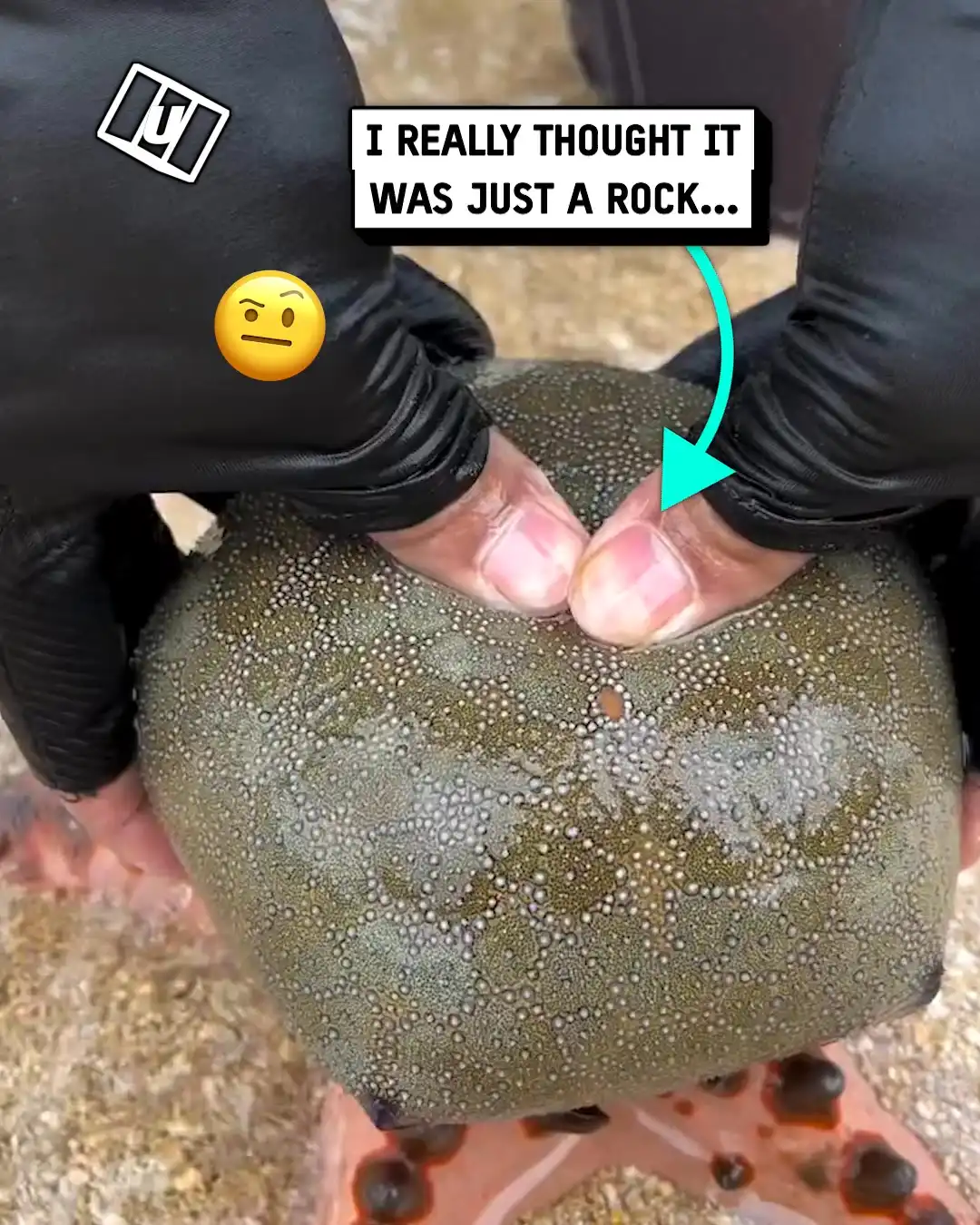 Golden eggs inside sea creature