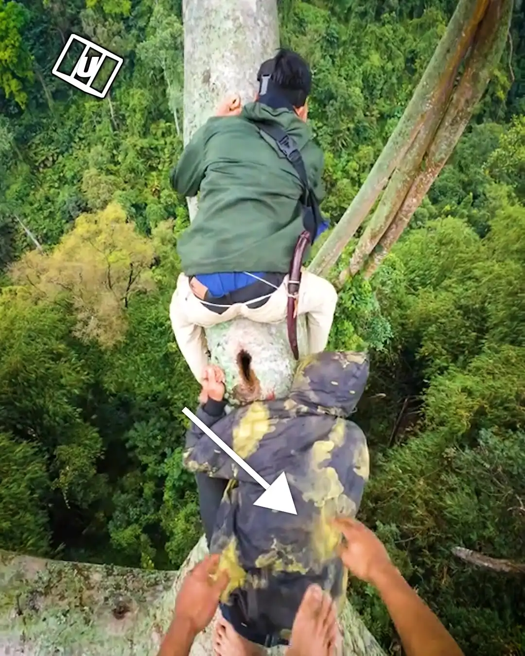 Risky job on the tree tops 😳🌴