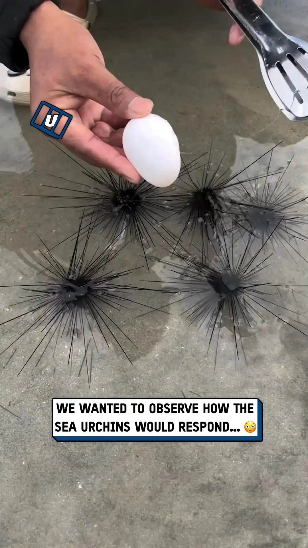 Meeting sea urchins 😳🌊