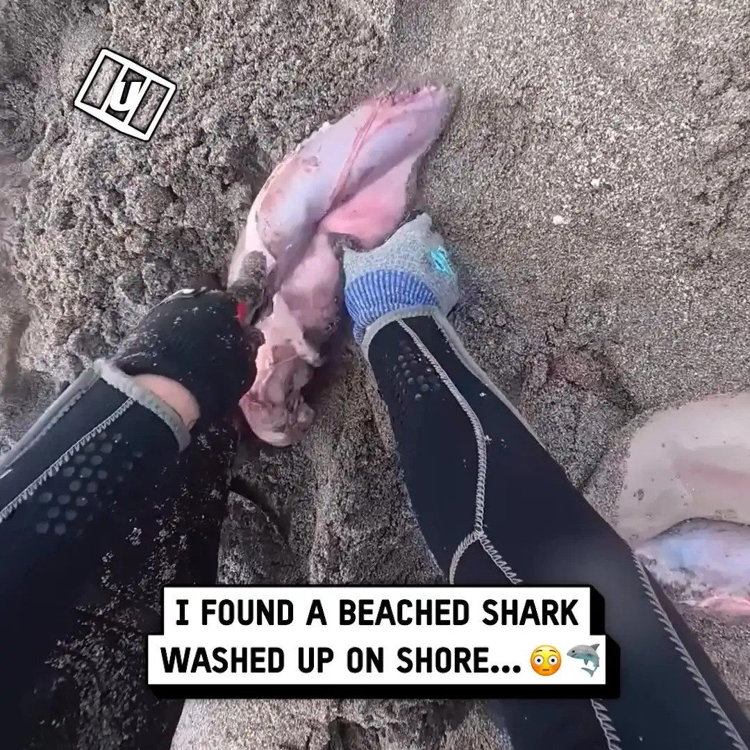 Diver saves sharks from mom on the beach 😳💦