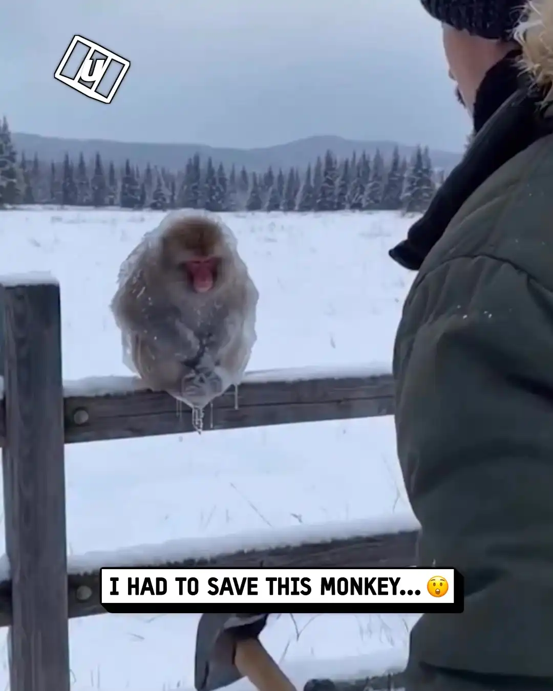 Rescuing a frozen monkey 🥶