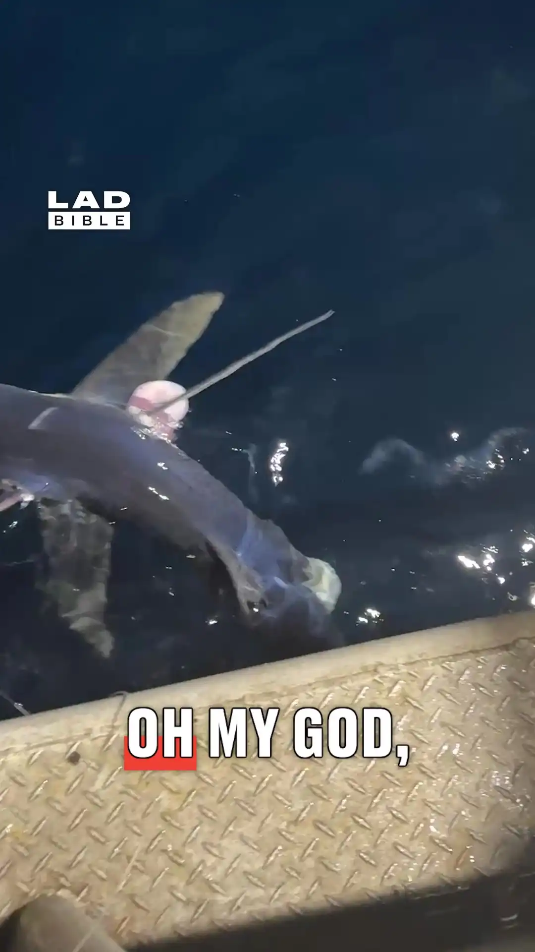 Swordfish caught a fish before it was caught 😳