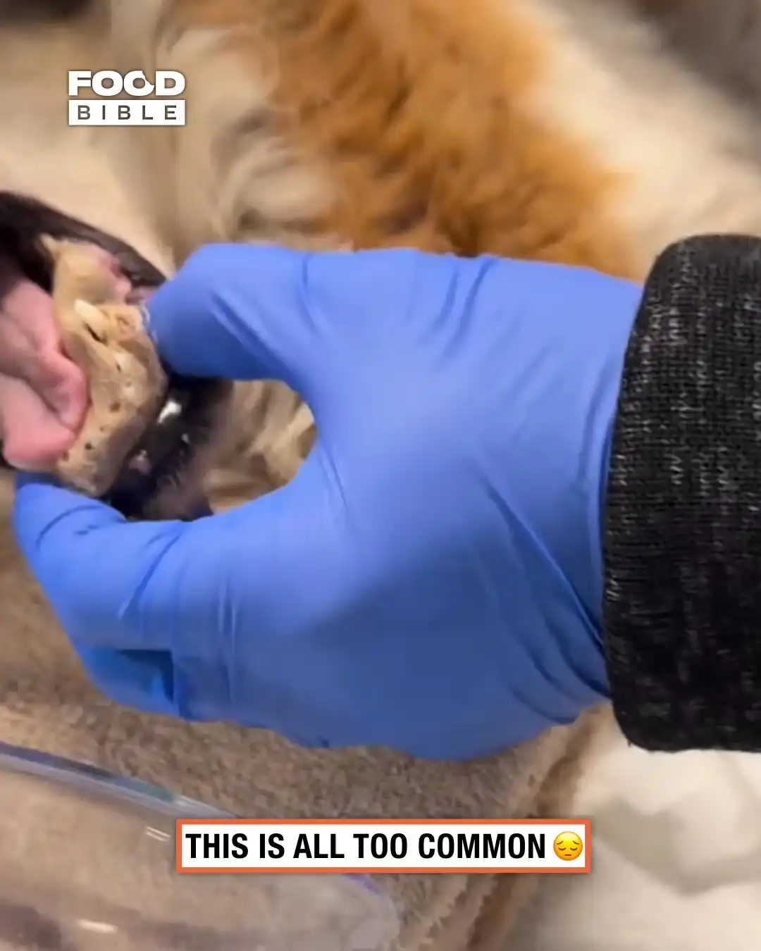 My dog had something stuck in its teeth 😳