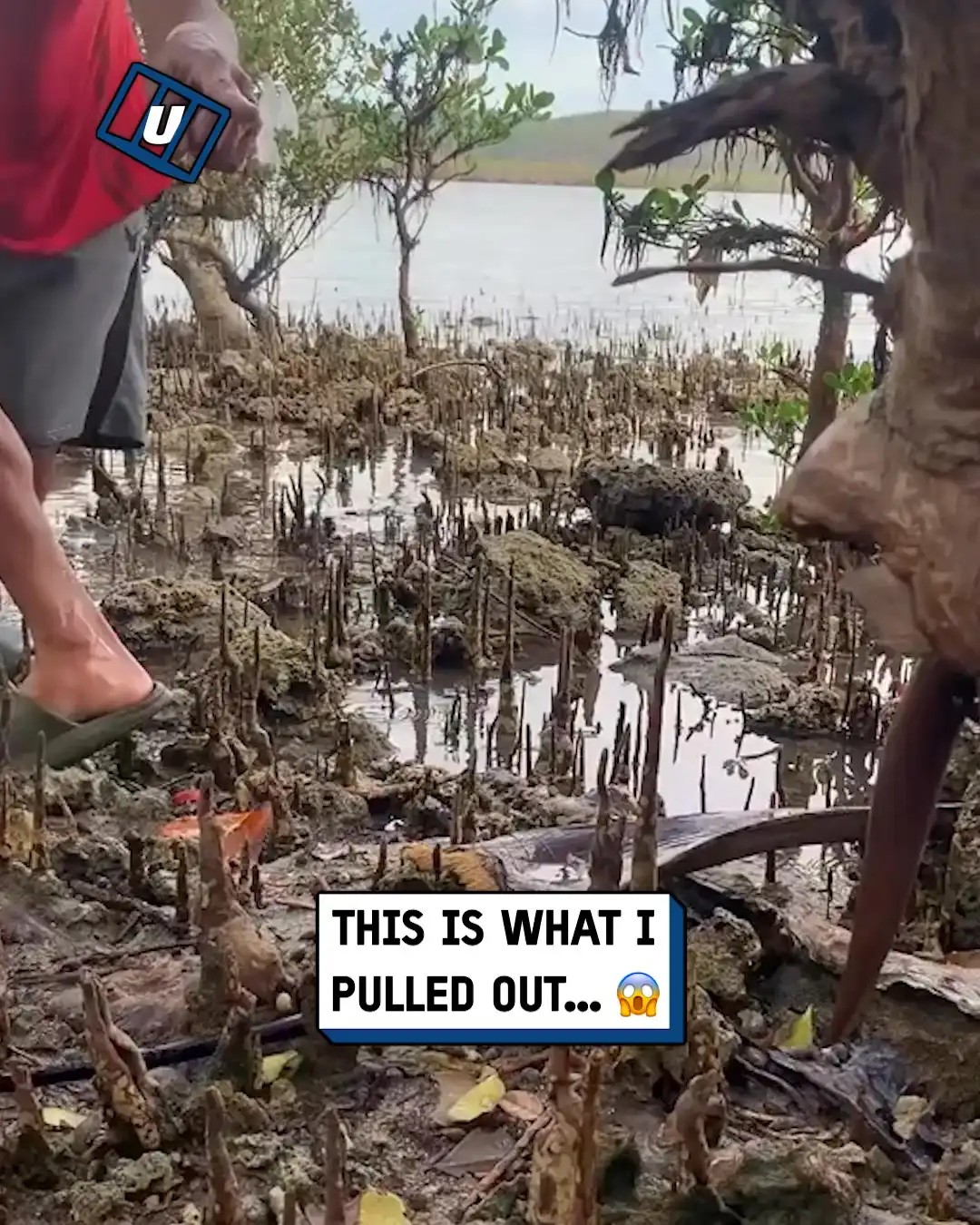 Pulling out a giant sea eel