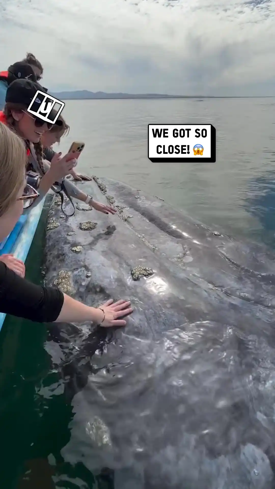 Getting Up Close To a Whale π