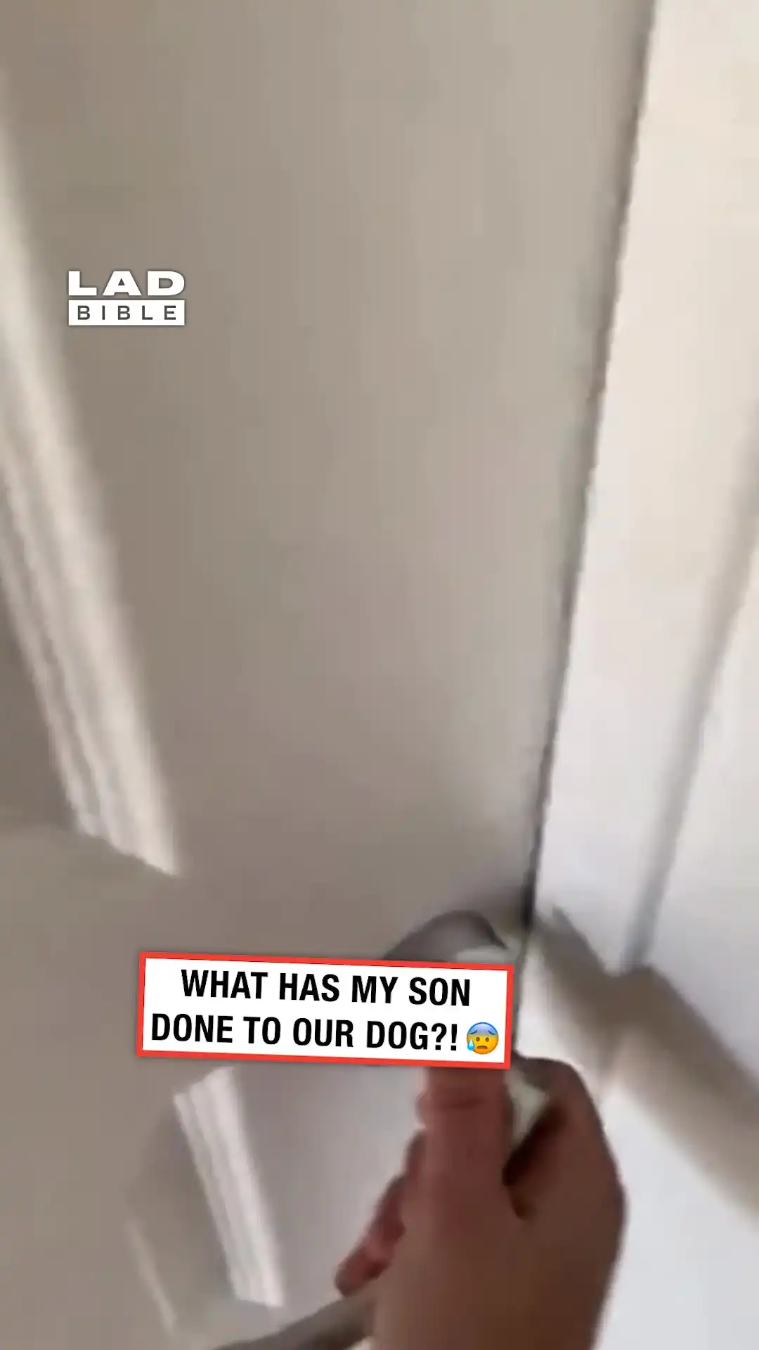 My son shaved the dog's head 😨🫣