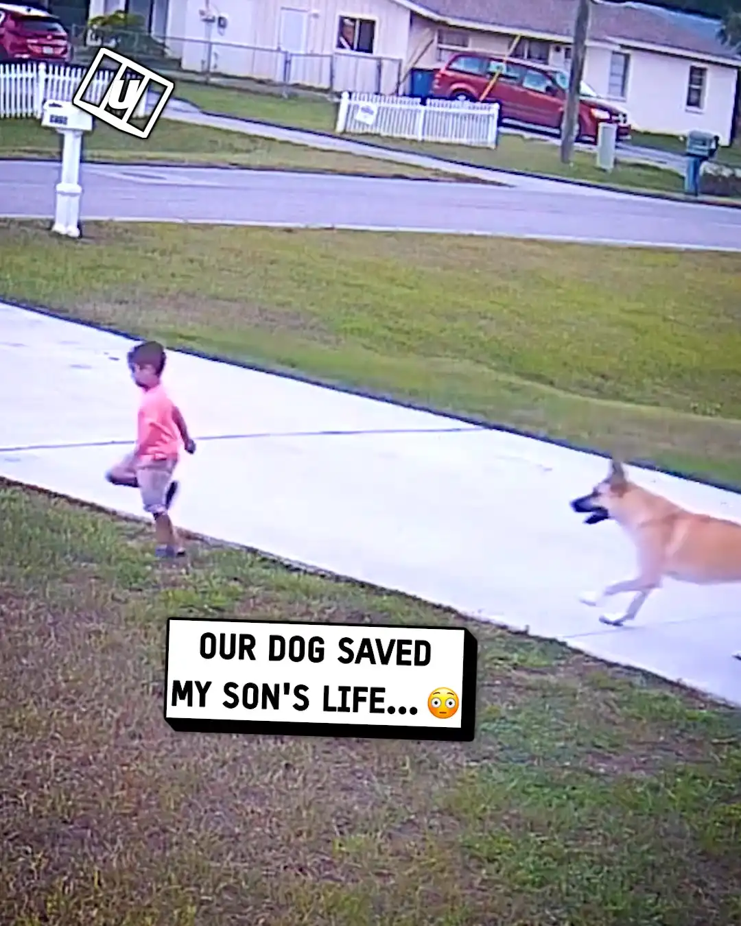 Dog protects boy from attack 😳