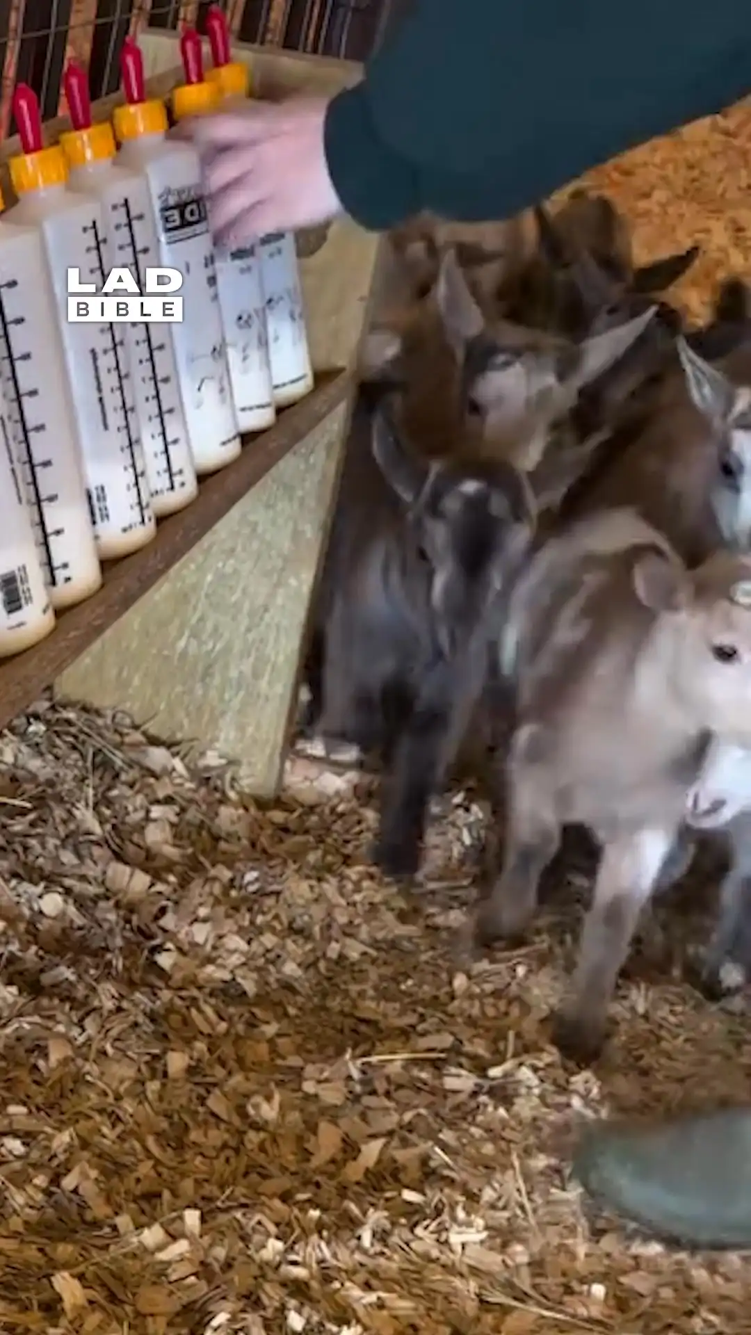 Feeding time for baby goats 🐐🍼