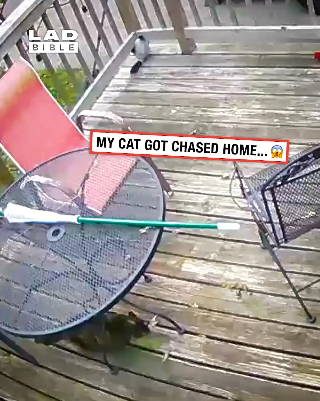 My dog backuped up his cat sister 👏