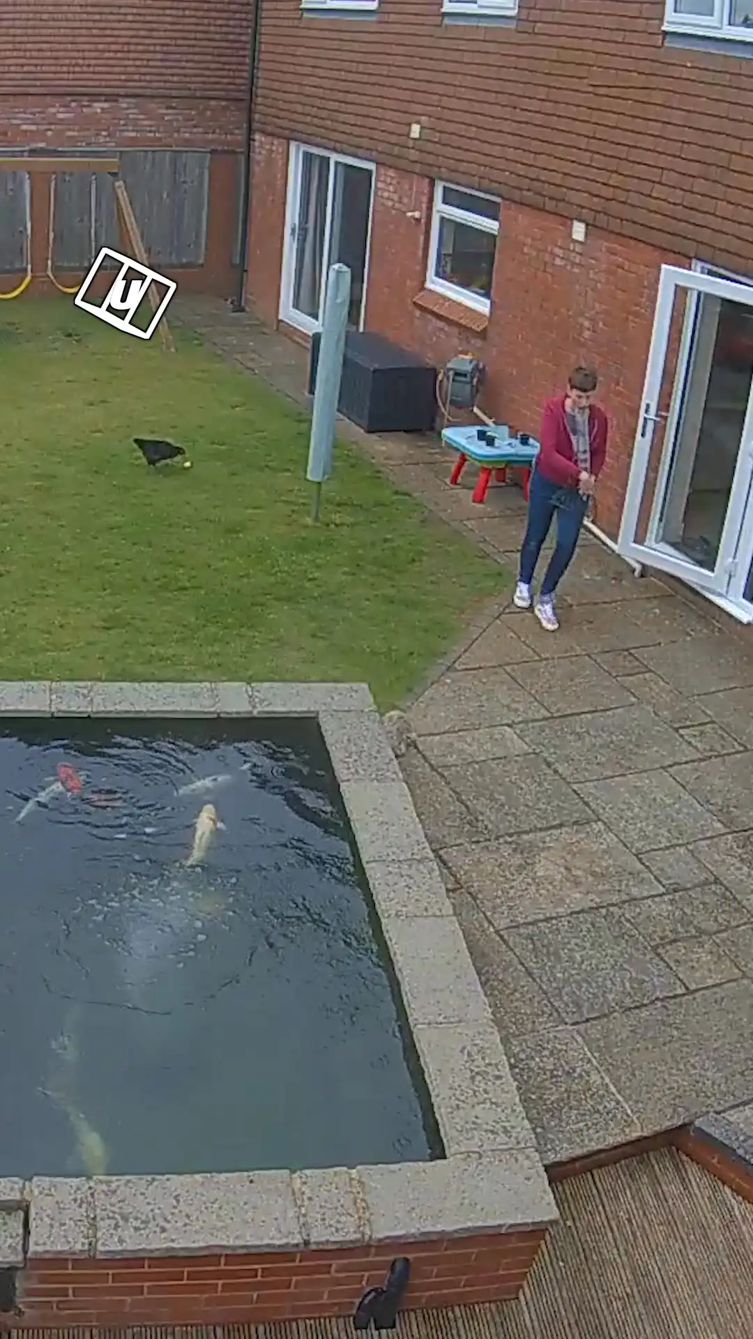 Koi fish jumps out from pond 😳💦