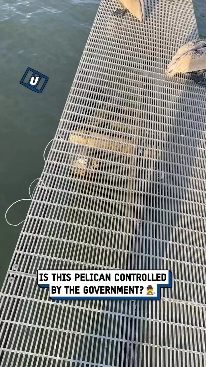 There's something off about this pelican... 🤨🤖