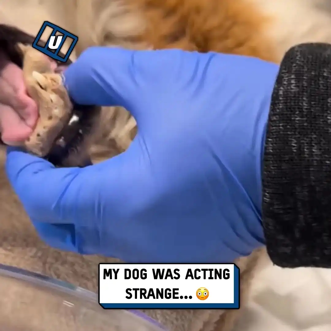 Removing hair from dogs mouth