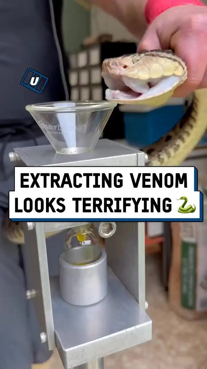 Extracting venom from snakes 🐍🤯