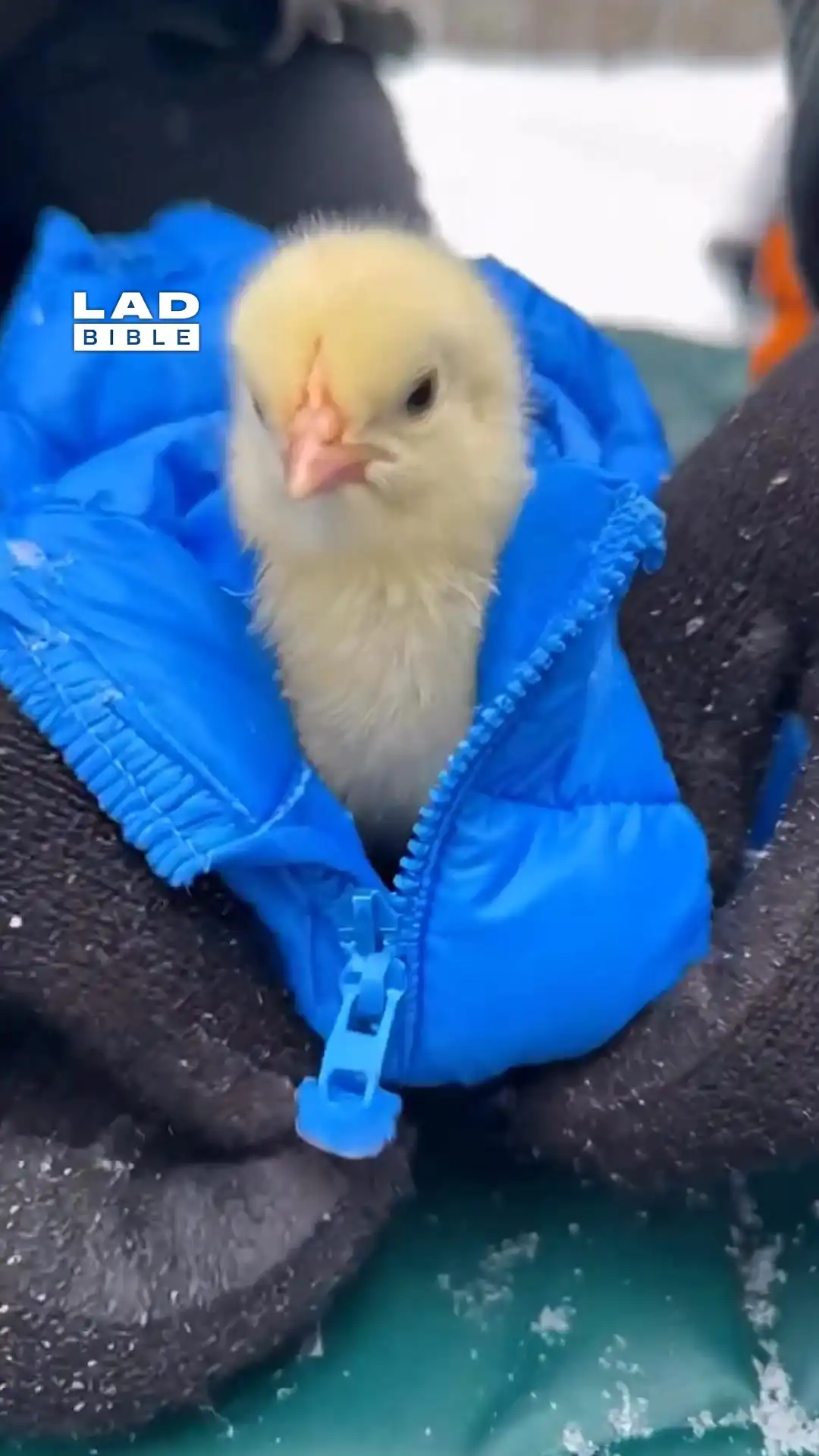 Giving baby chicks coats 🐥