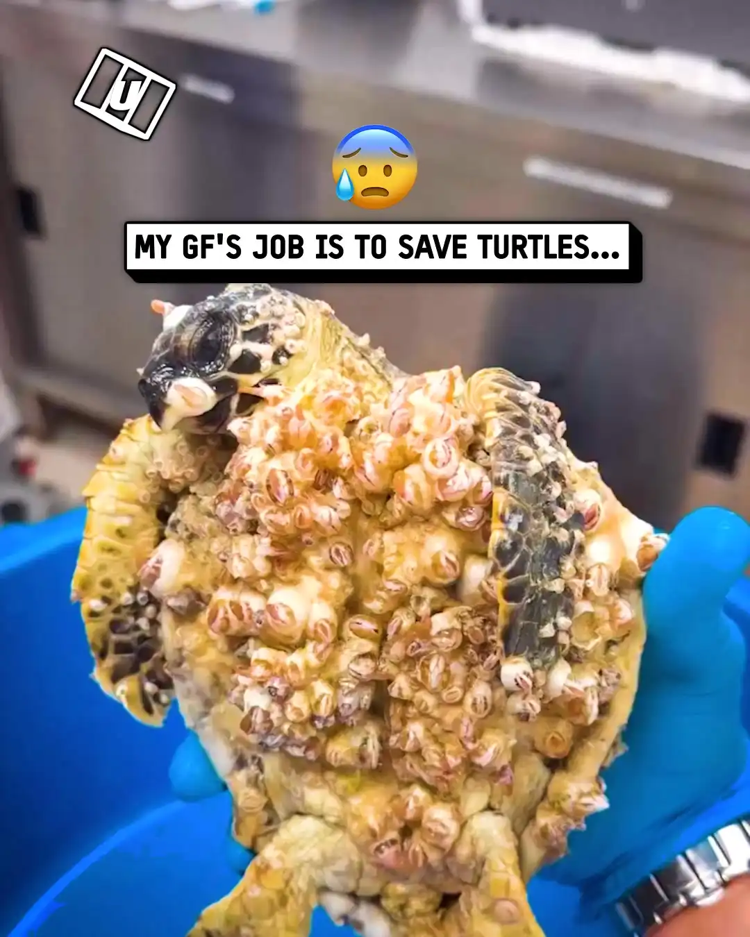 My job is to remove turtle barnacles 🐢💦