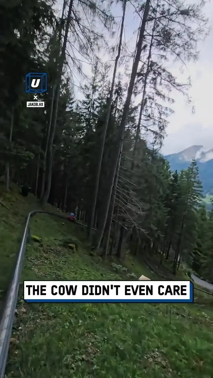 Accidentally hitting a cow on an alpine coaster 🎢🐮