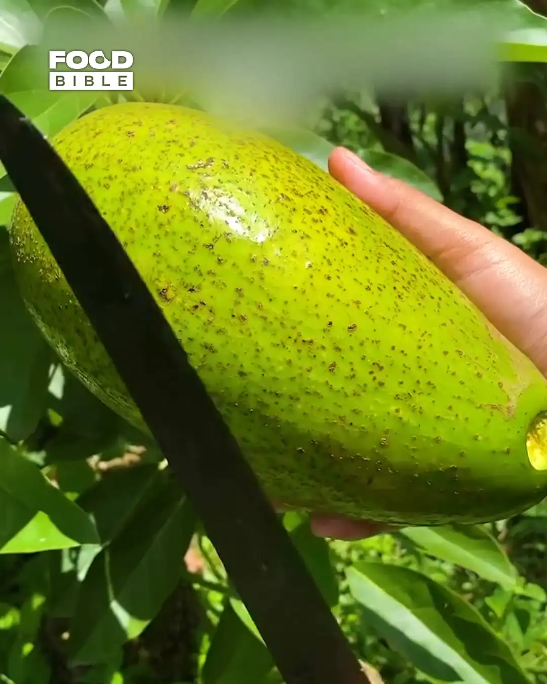 Slicing avocado 🥑