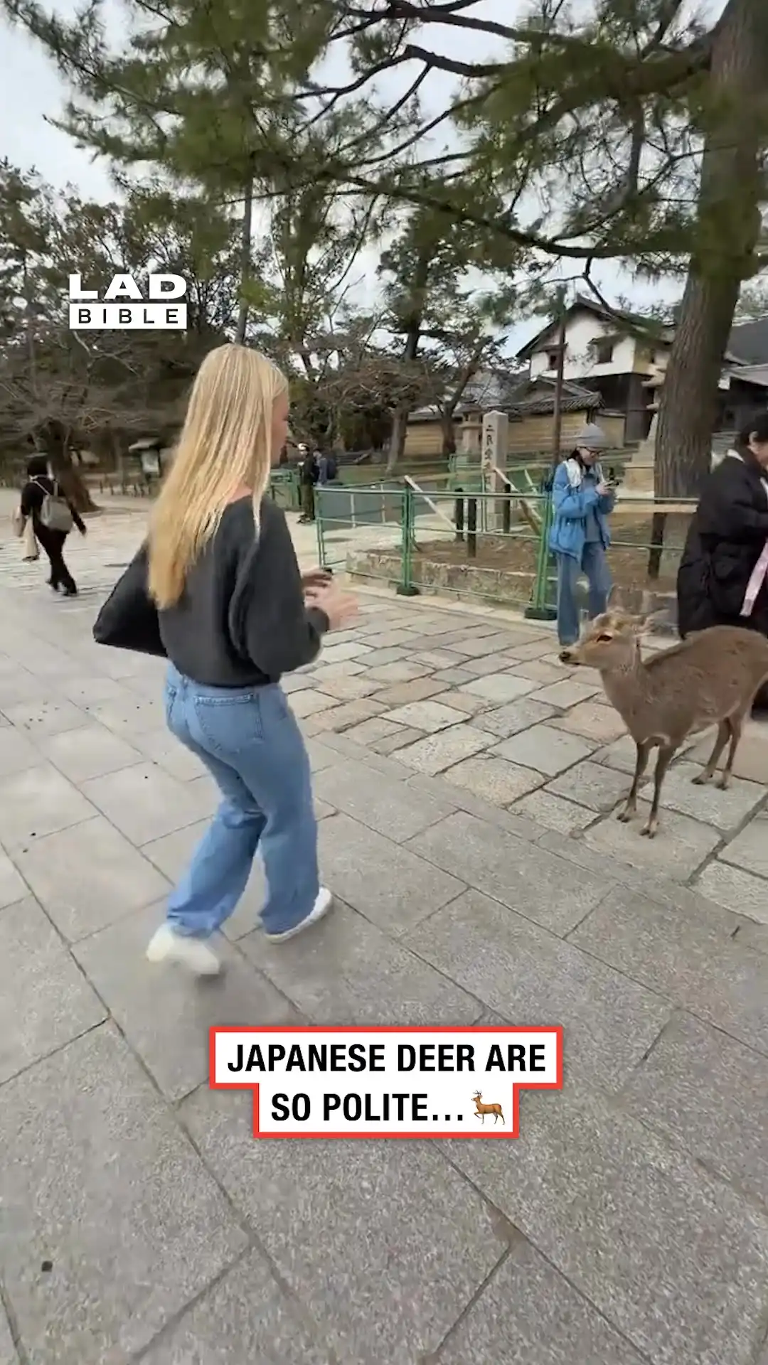 Japanese deer are so polite 🤯🦌