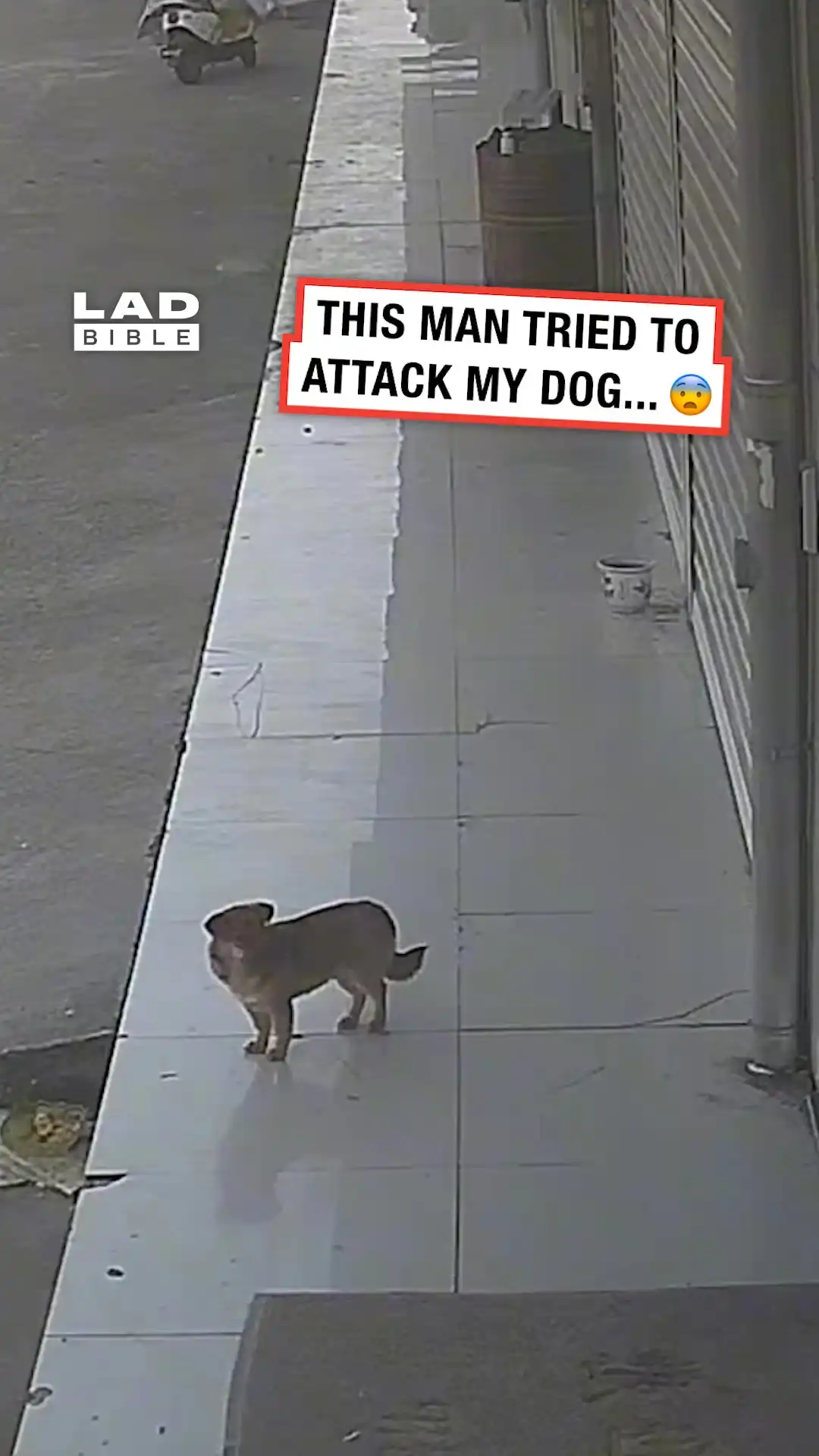 Instant karma hits stranger after he charged at my dog 😅👏