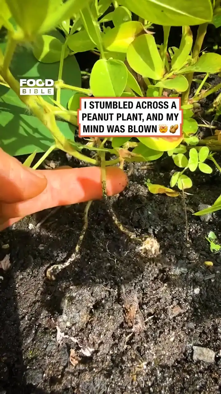 How peanuts grow 🥜