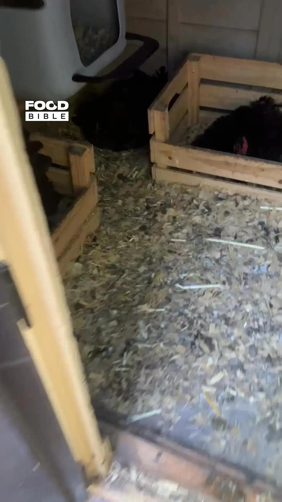 More than eggs in the chicken coop 🐔