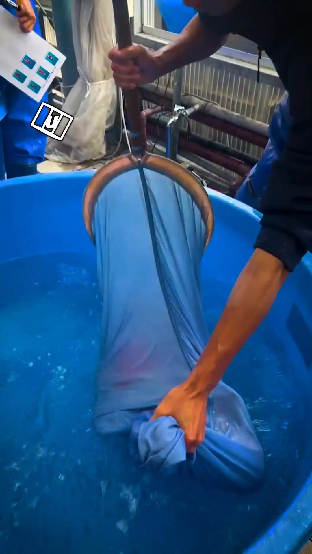 Giant koi fish transfer 😳💦