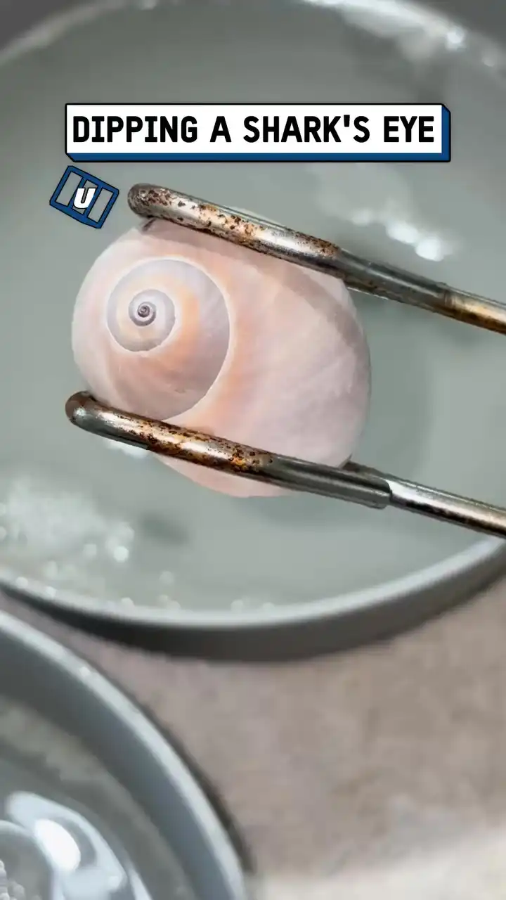 Dipping a shark eye 👁️🤯