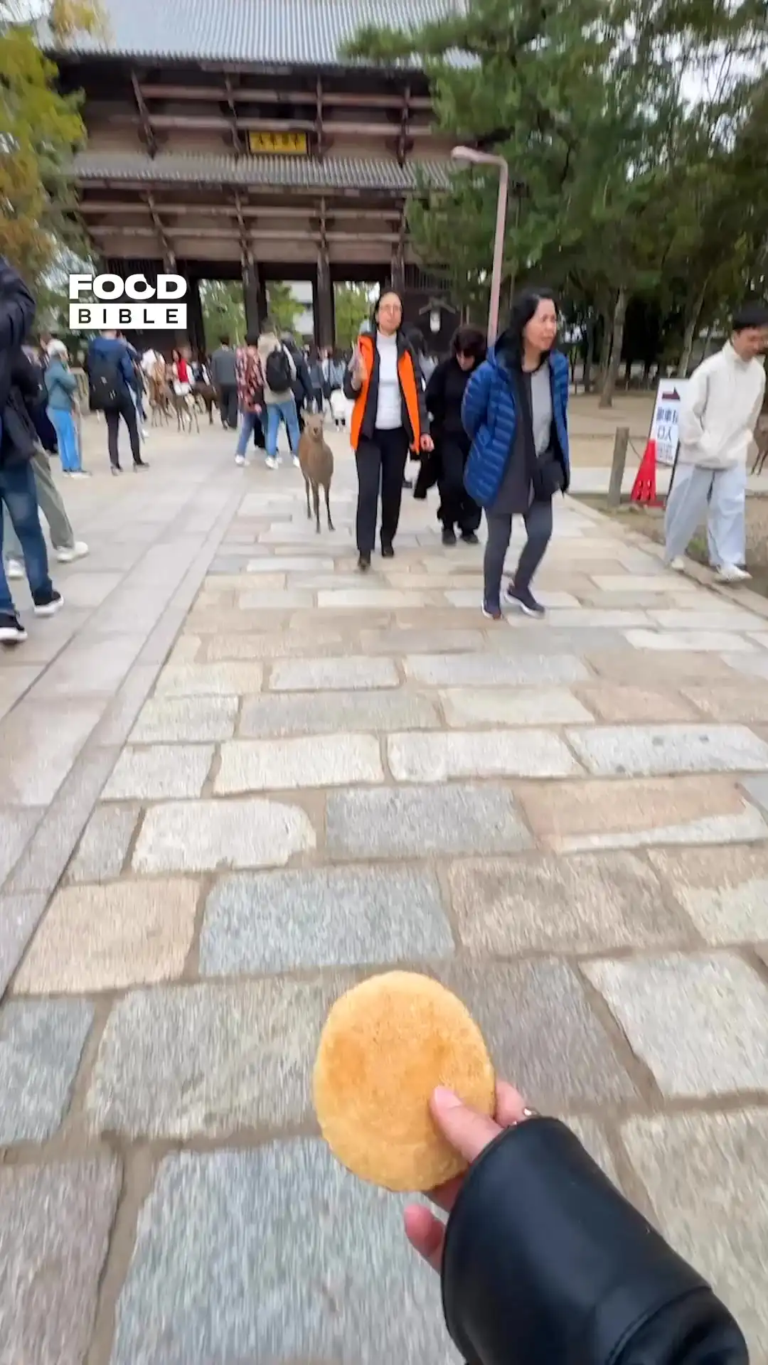 Feeding deer in Japan 🇯🇵