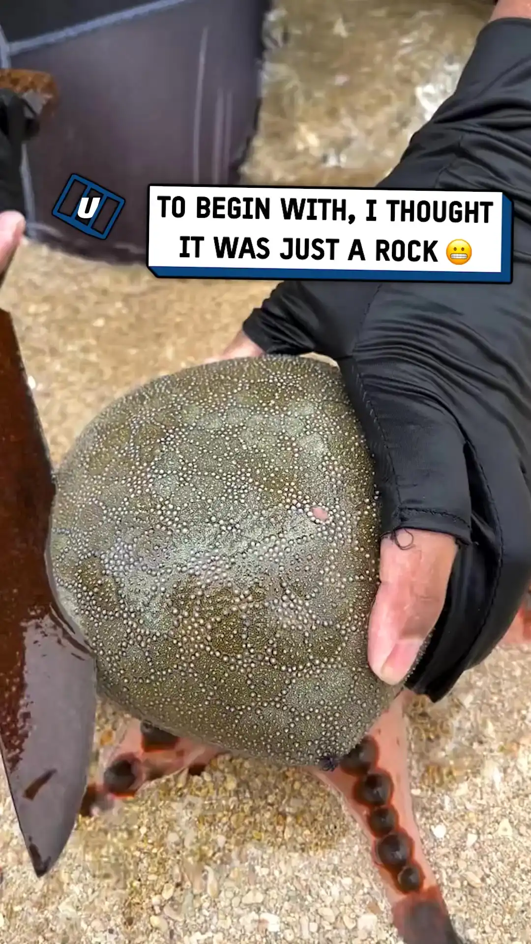 Golden eggs inside sea creature TECH ST00159941