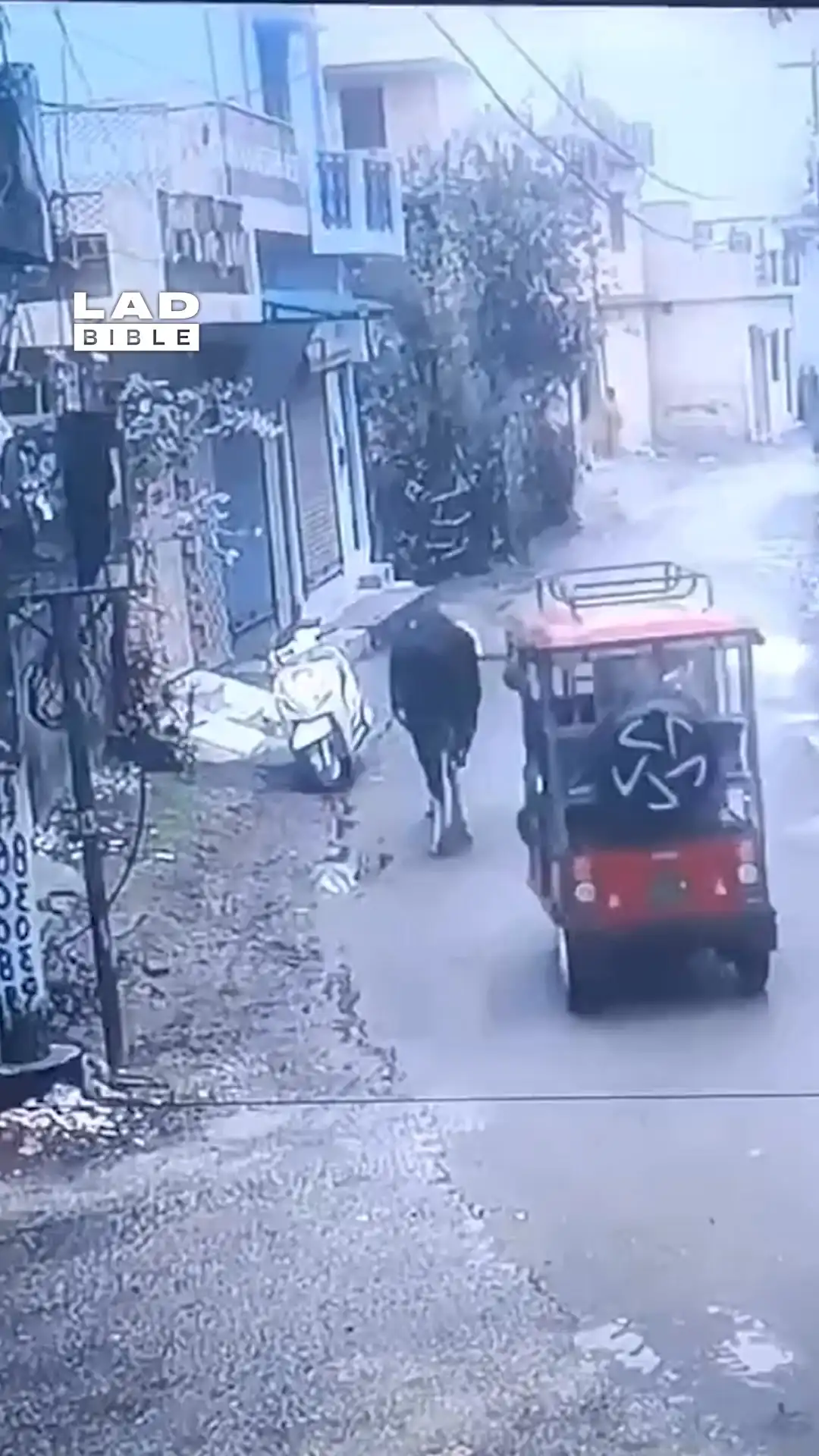 Bull caught riding a scooter 😅🐂