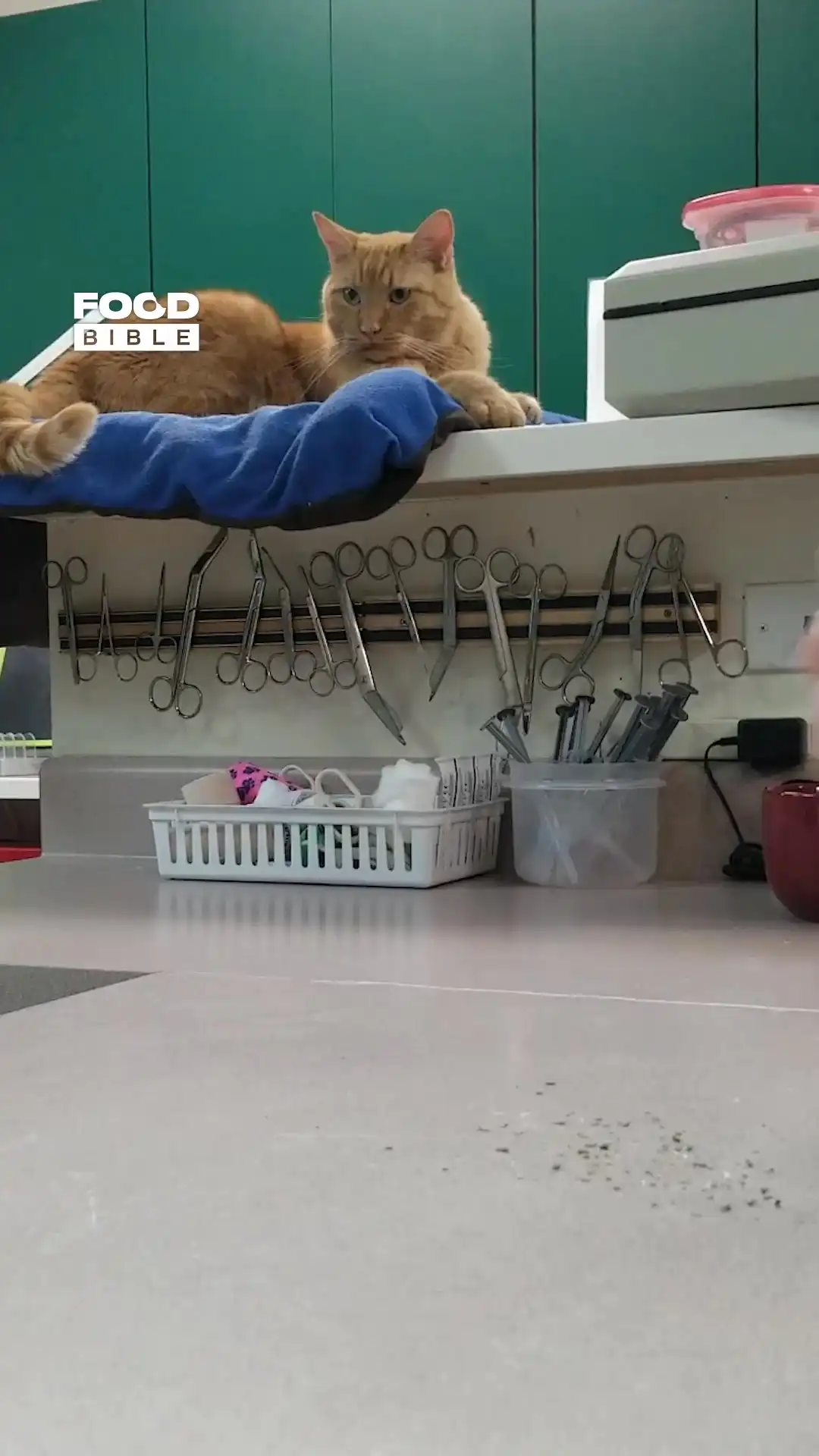Cat has incredible reaction to catnip 🐱