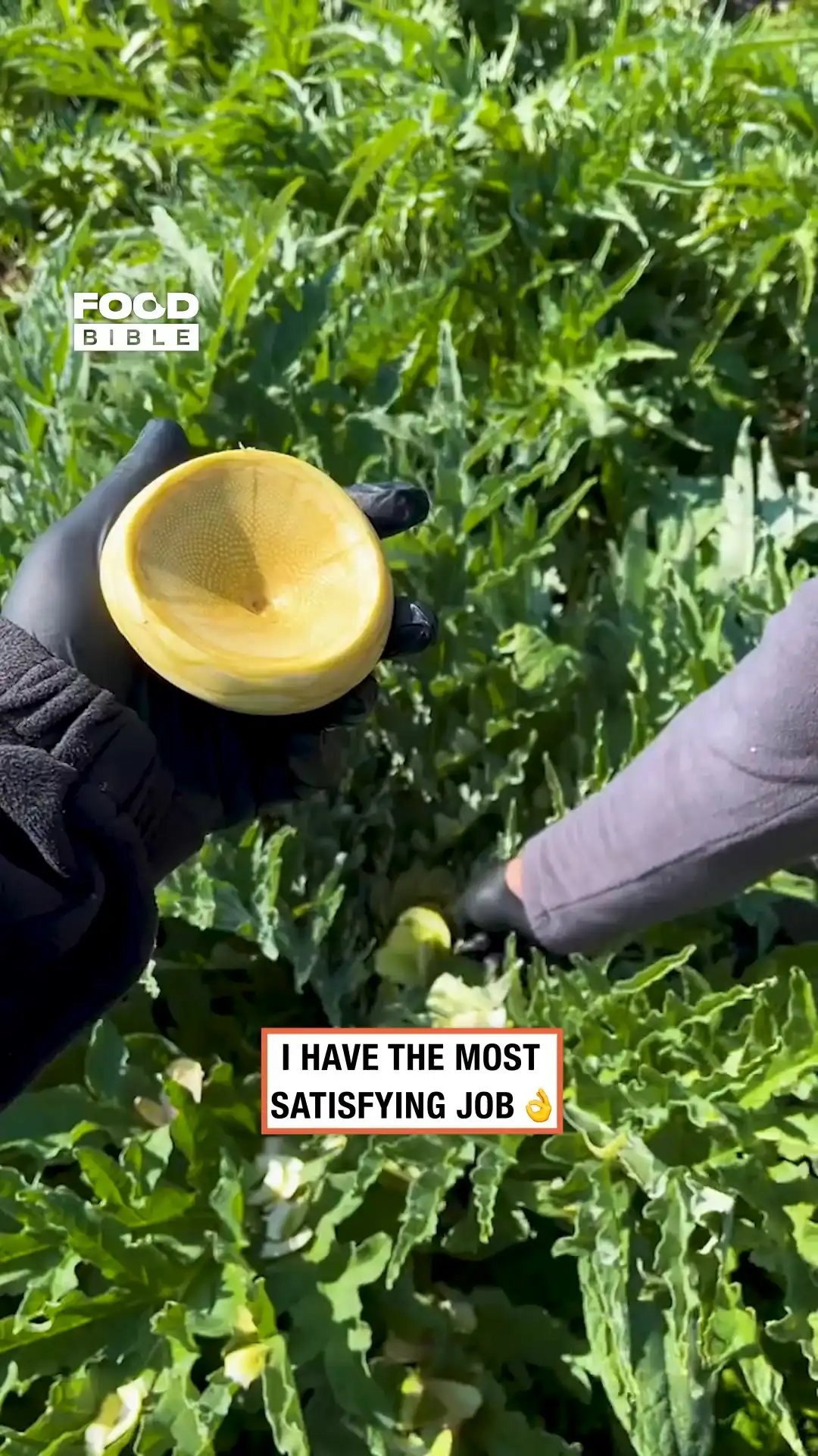 Slicing artichoke🫜