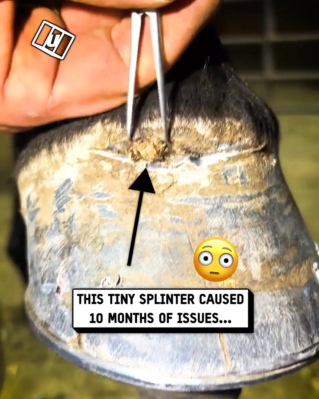 Horse shoe splinter 🥴