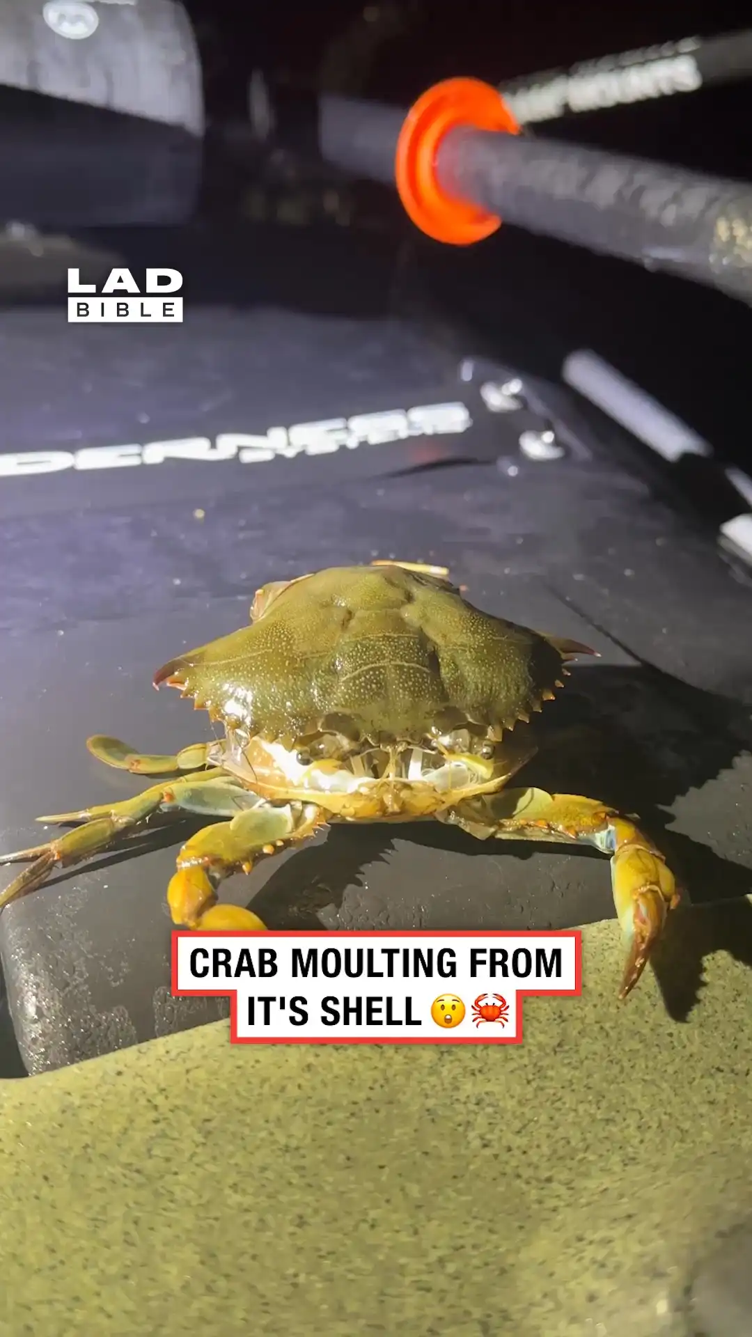 Crab Moulting From It's Shell π²