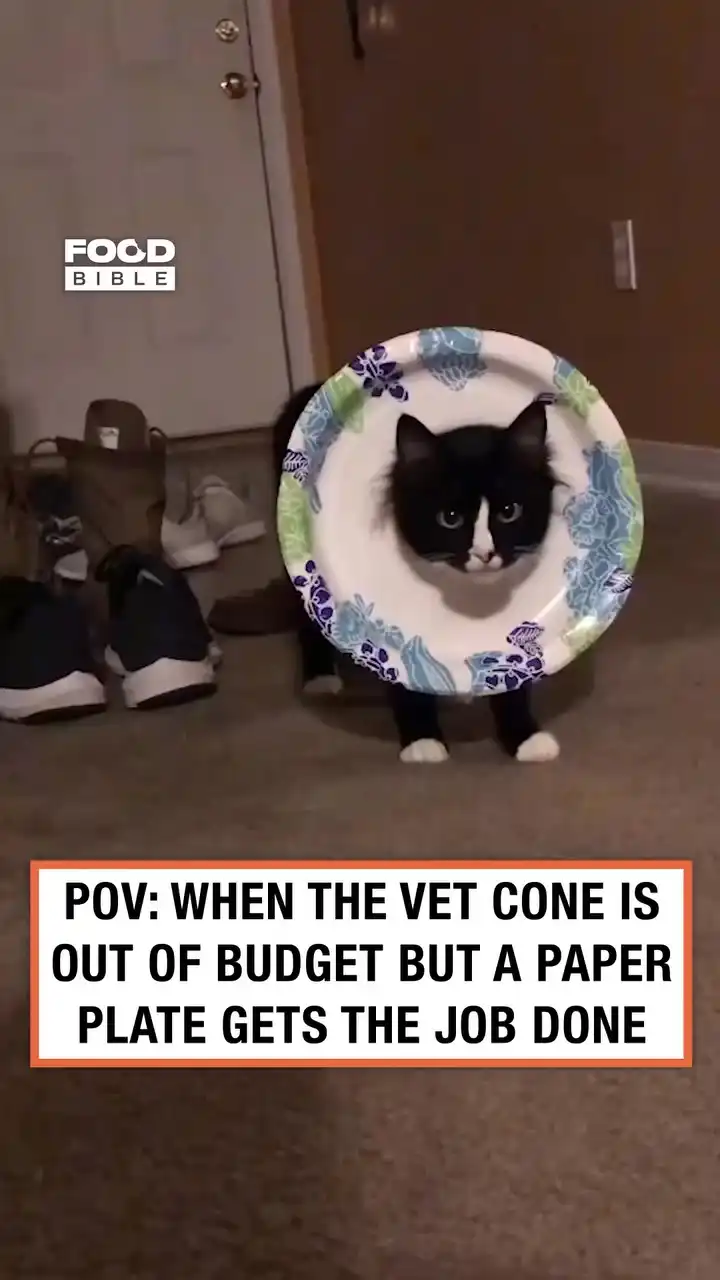 The plate of shame 😂🐱