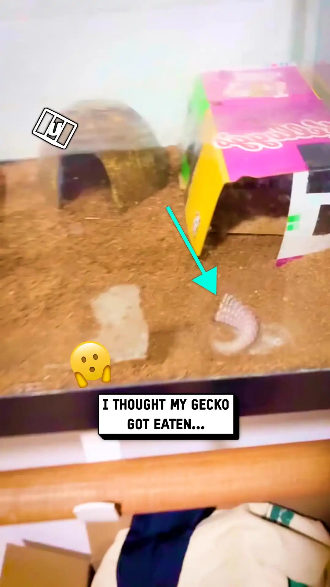 Close call with my gecko 😭🦎