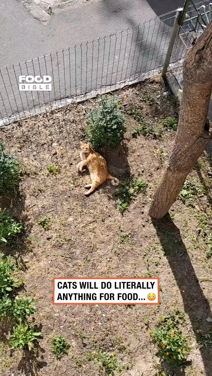 He cannot be that hungry... π±π³