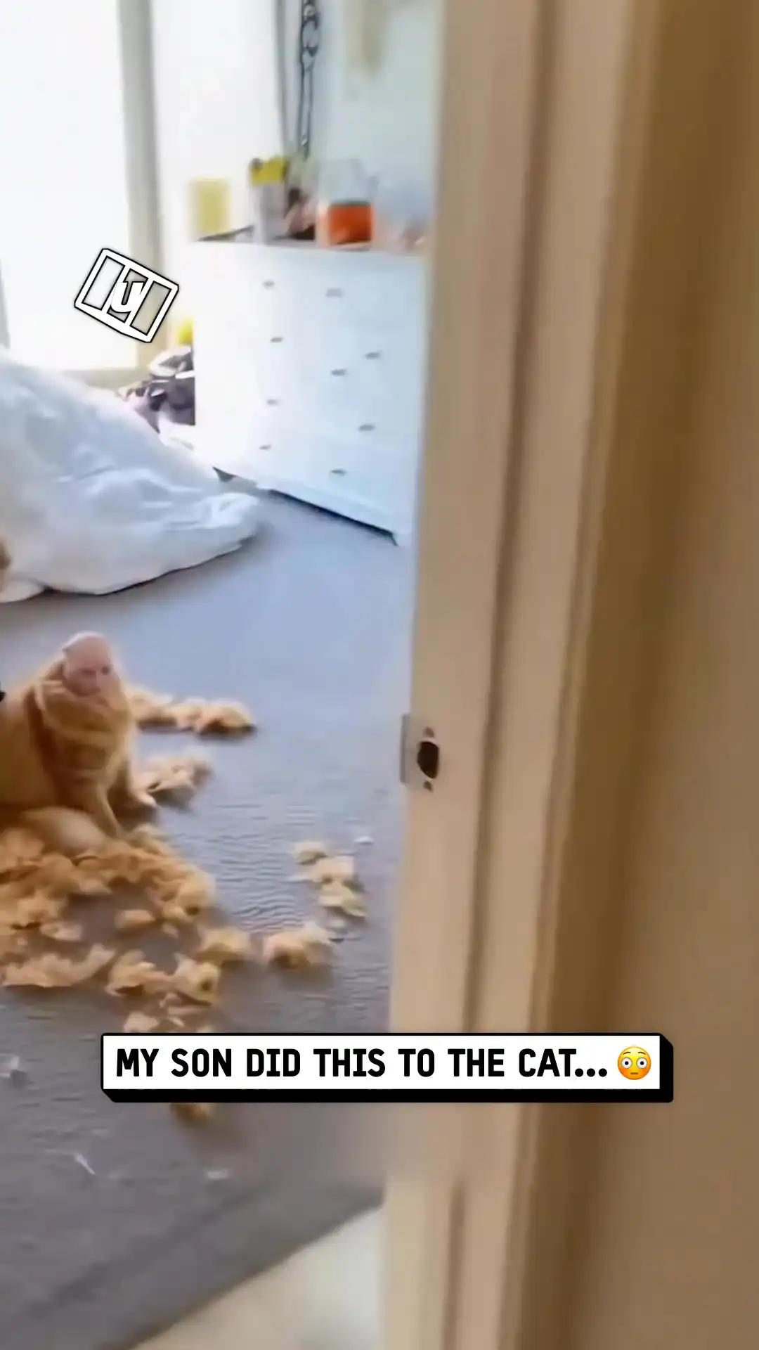 My son shaved my cat's head 🤣