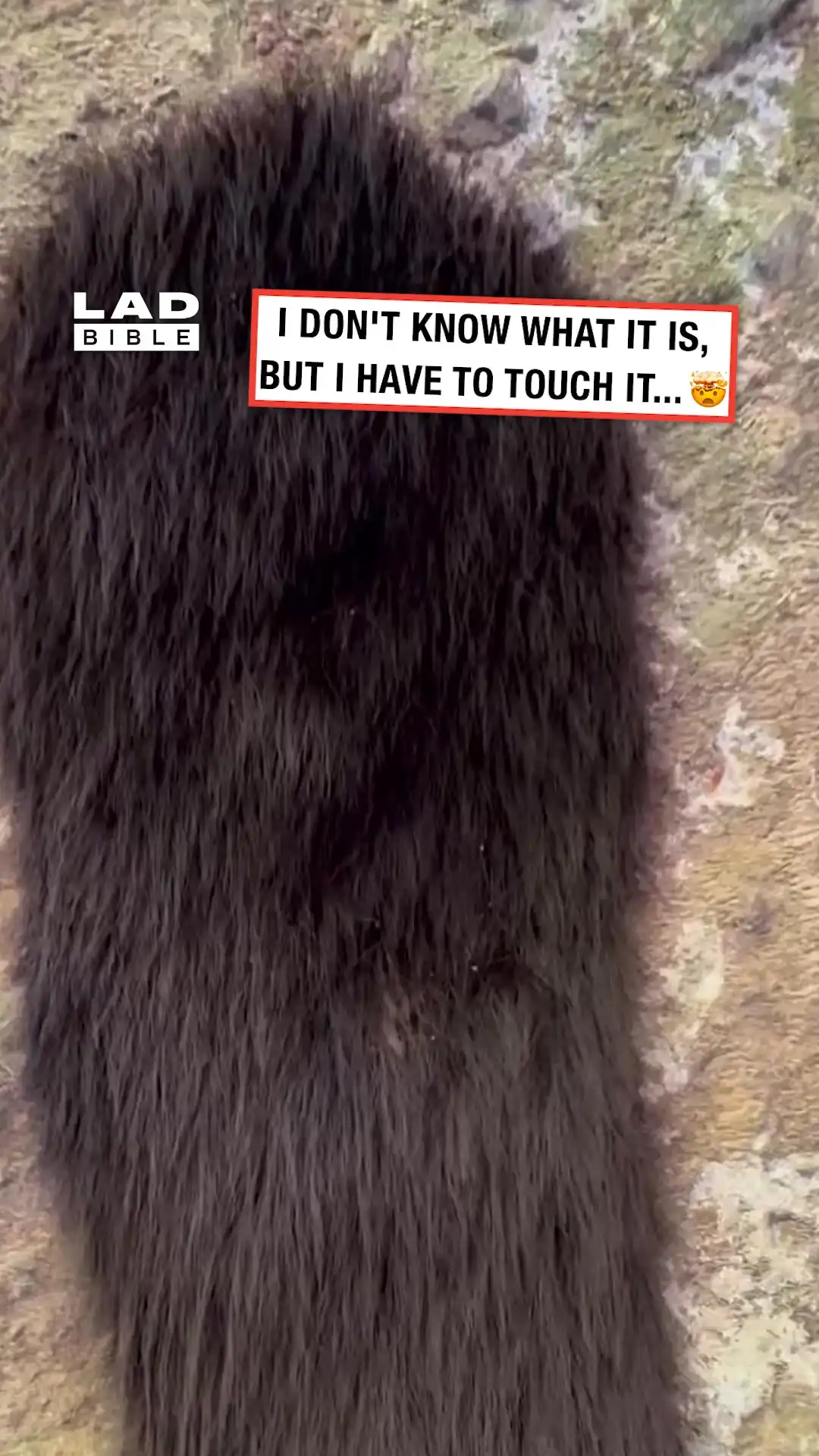 Nest of a thousand spiders 😳🕷️