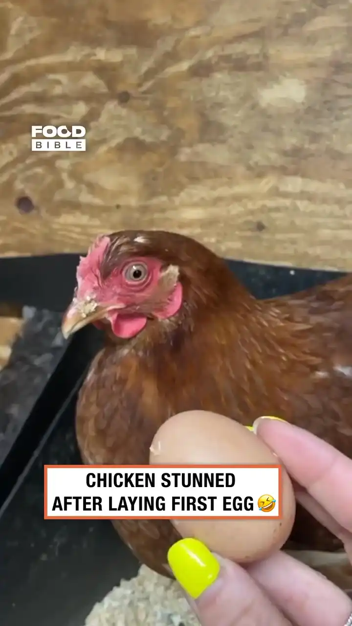 Bro is flabbergasted 🐔🥚