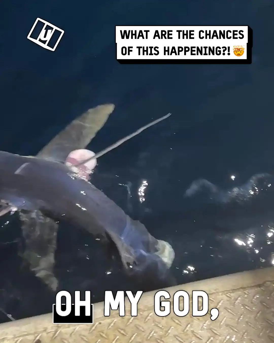 Swordfish caught a fish before it was caught 🤣💦