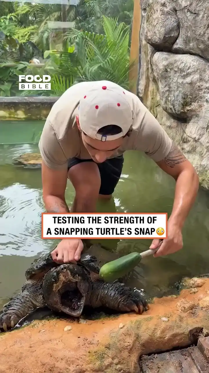 I was not expecting that 😮🐢