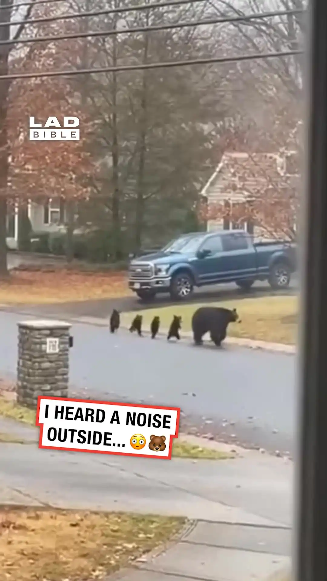 Bear family caught running down the street 😮🐻
