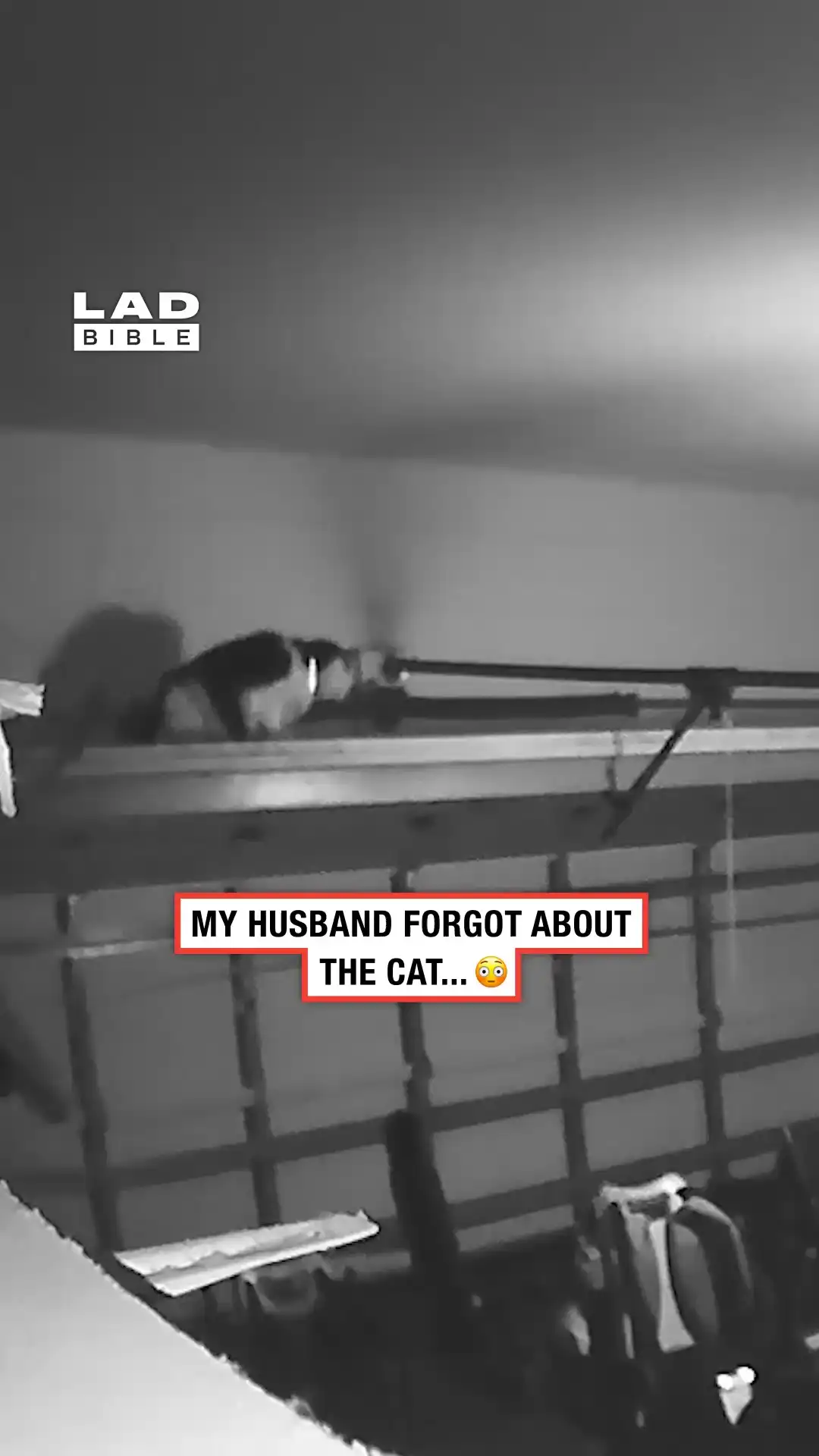 My husband trapped our cat in the garage door 😨