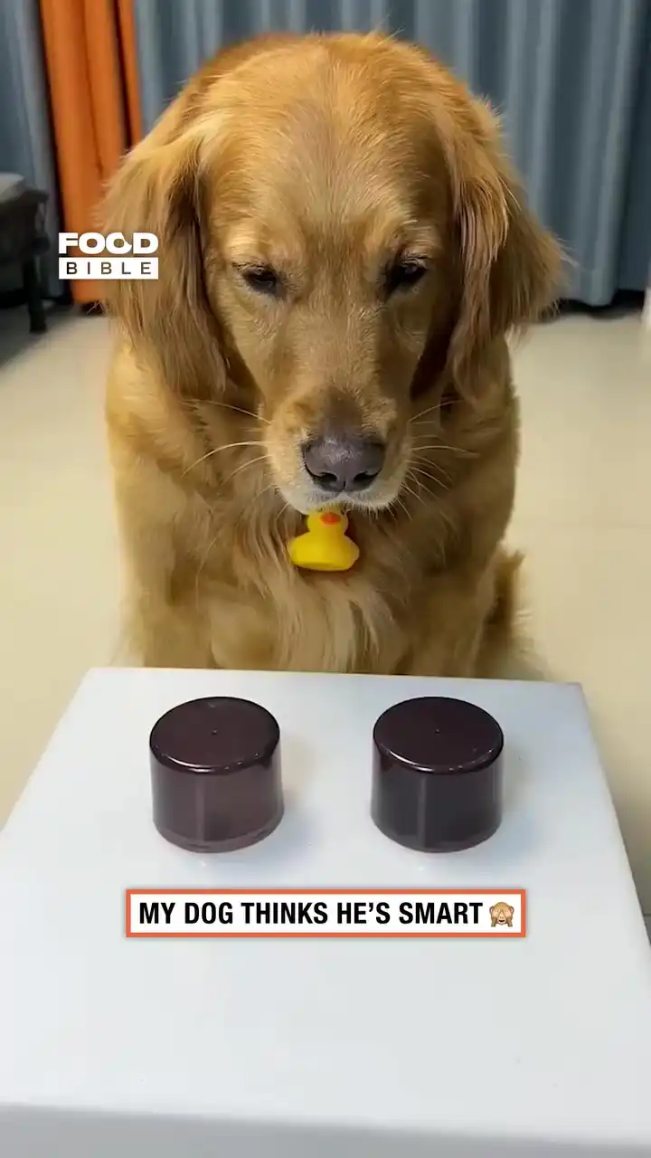 Dog thinks he's smarter than he is 😂